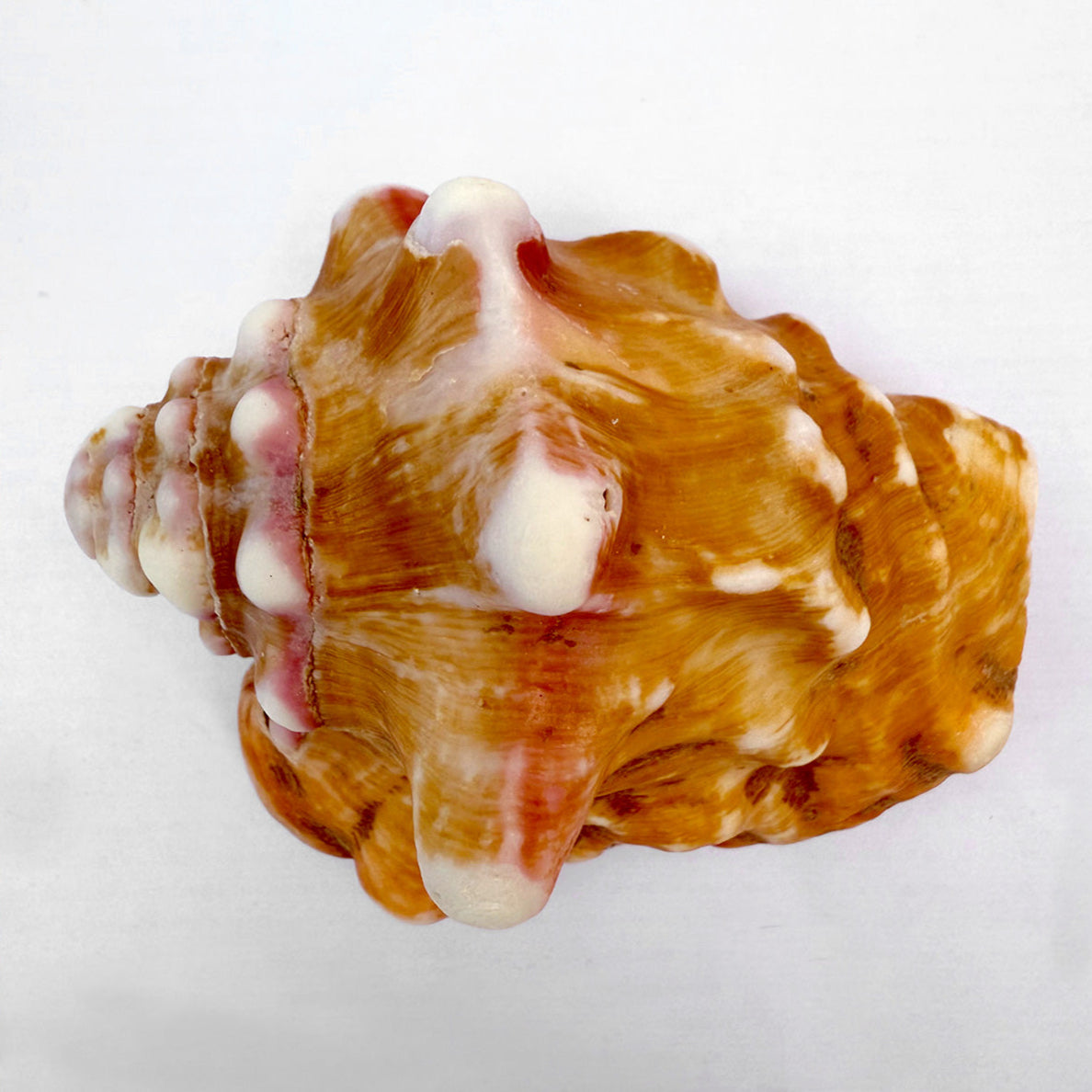 Fechterschnecke