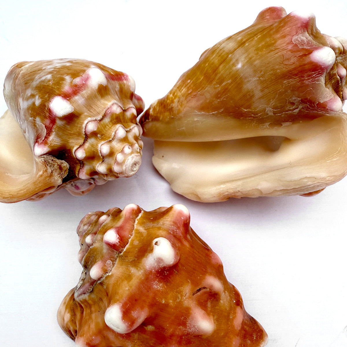 Fechterschnecke