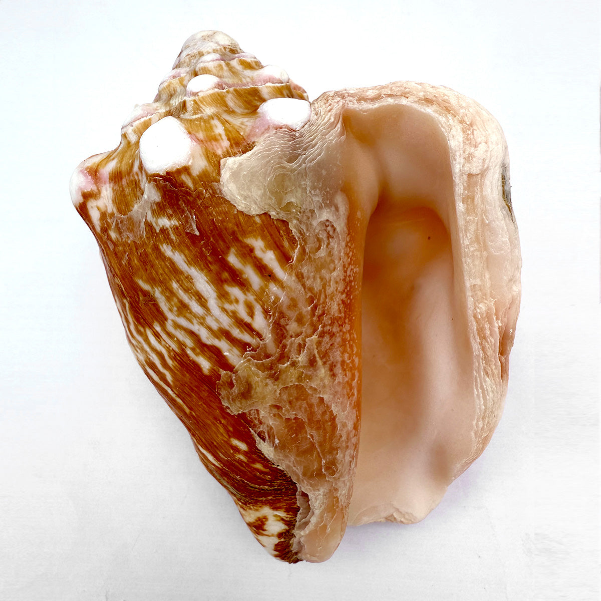 Fechterschnecke