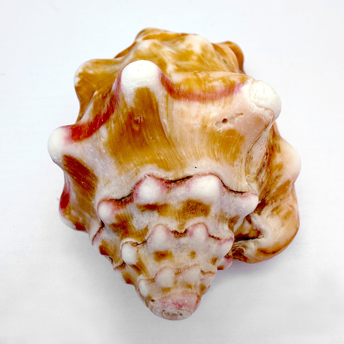 Fechterschnecke