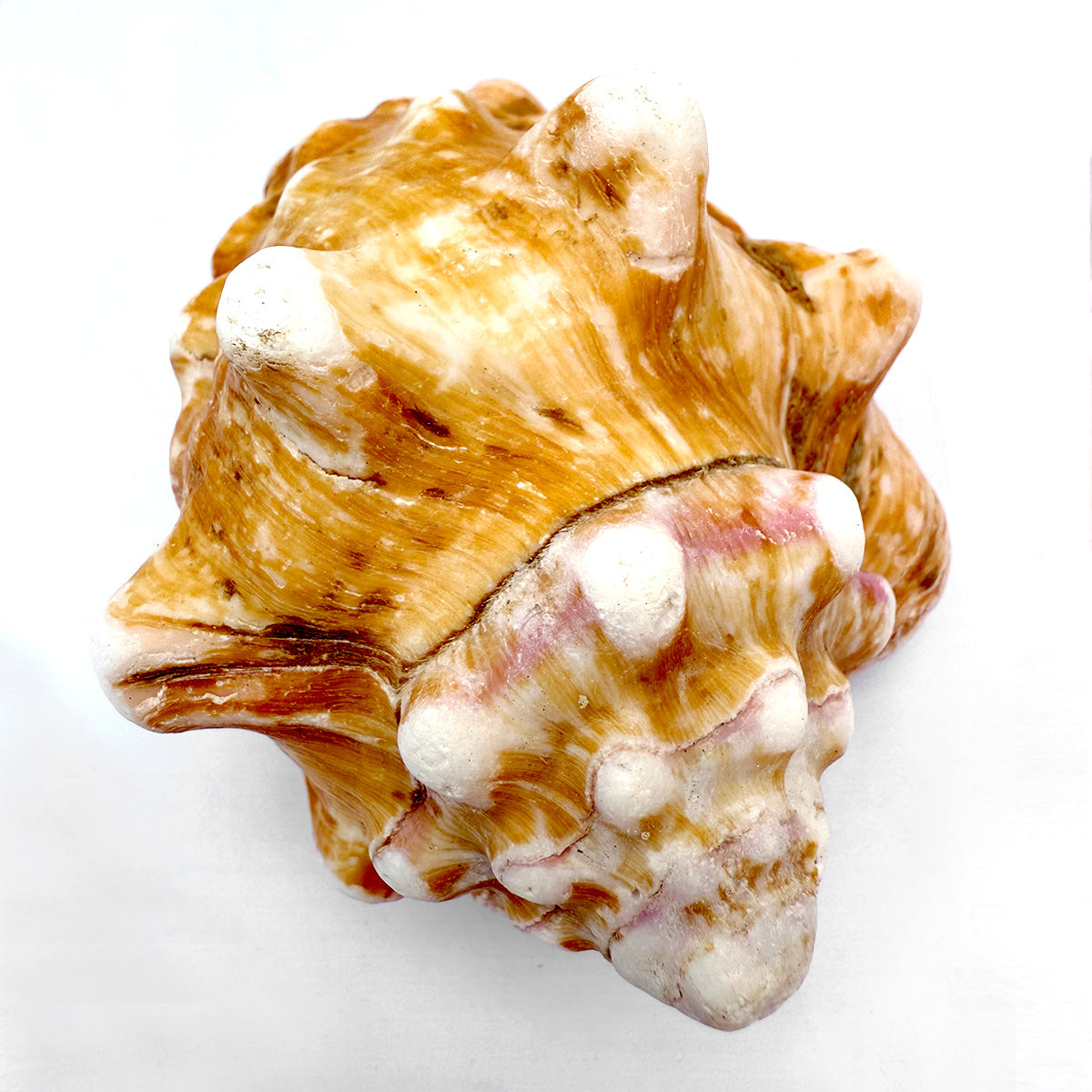Fechterschnecke