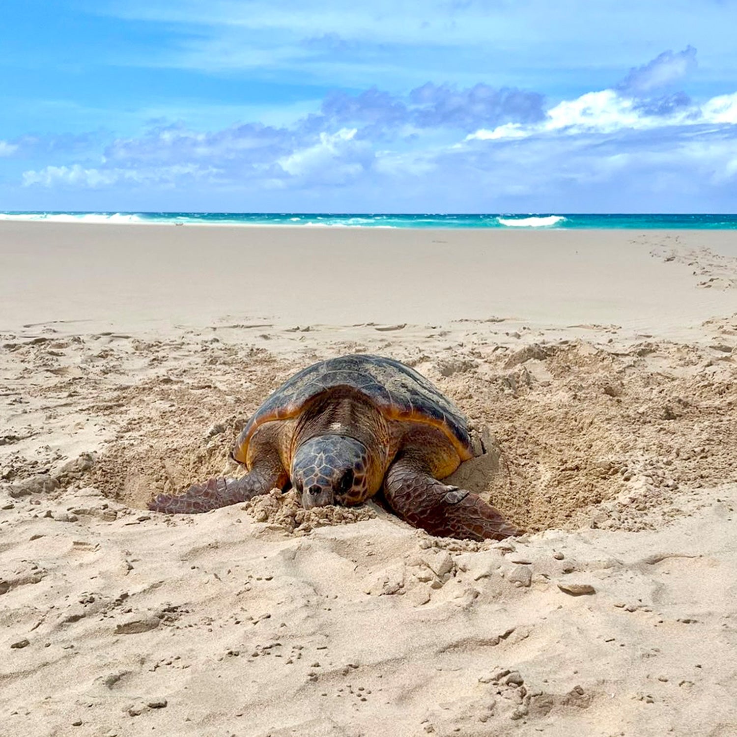 Turtle Watch