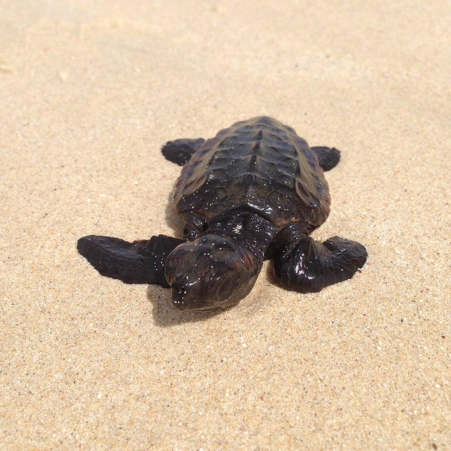 Turtle Watch