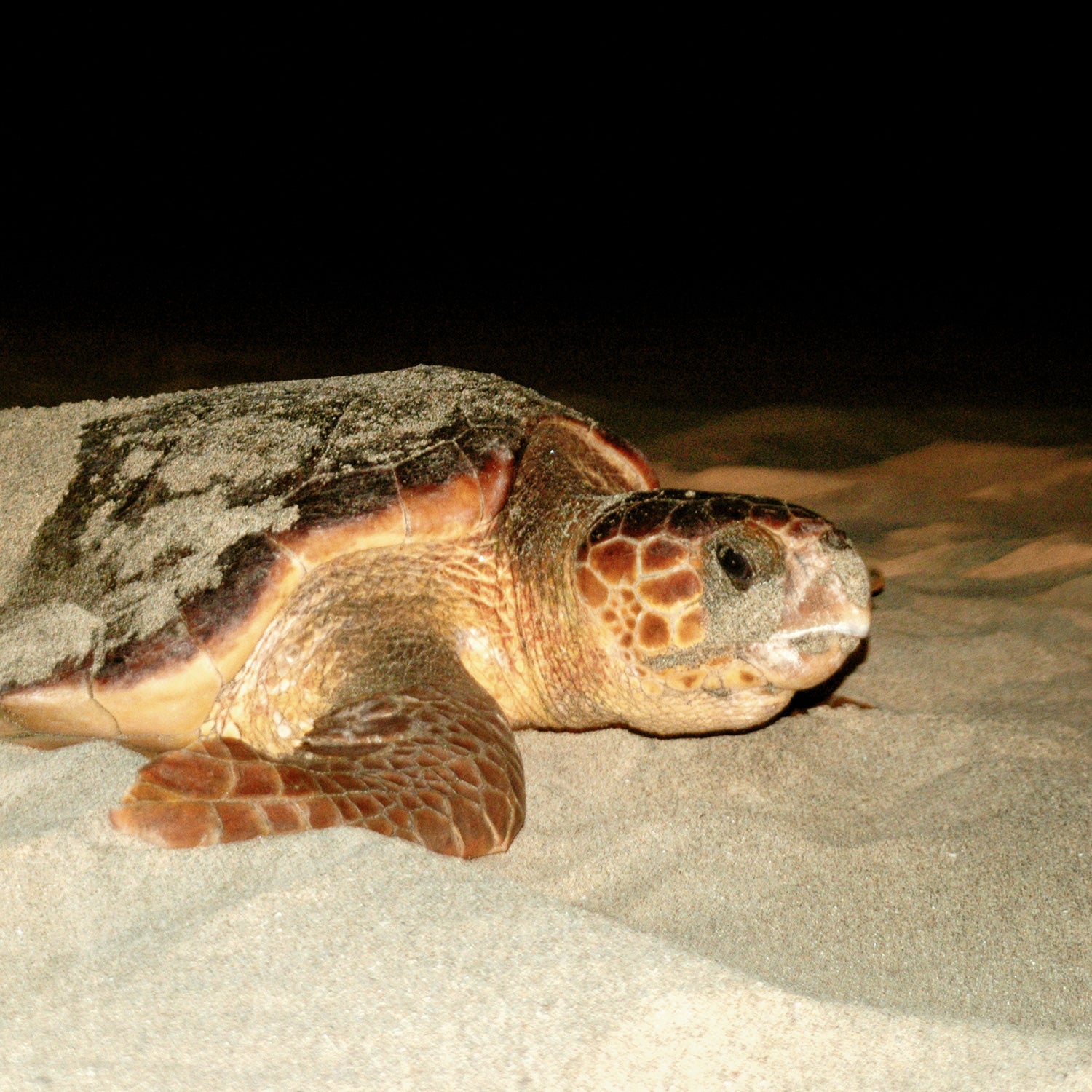 Turtle Watch