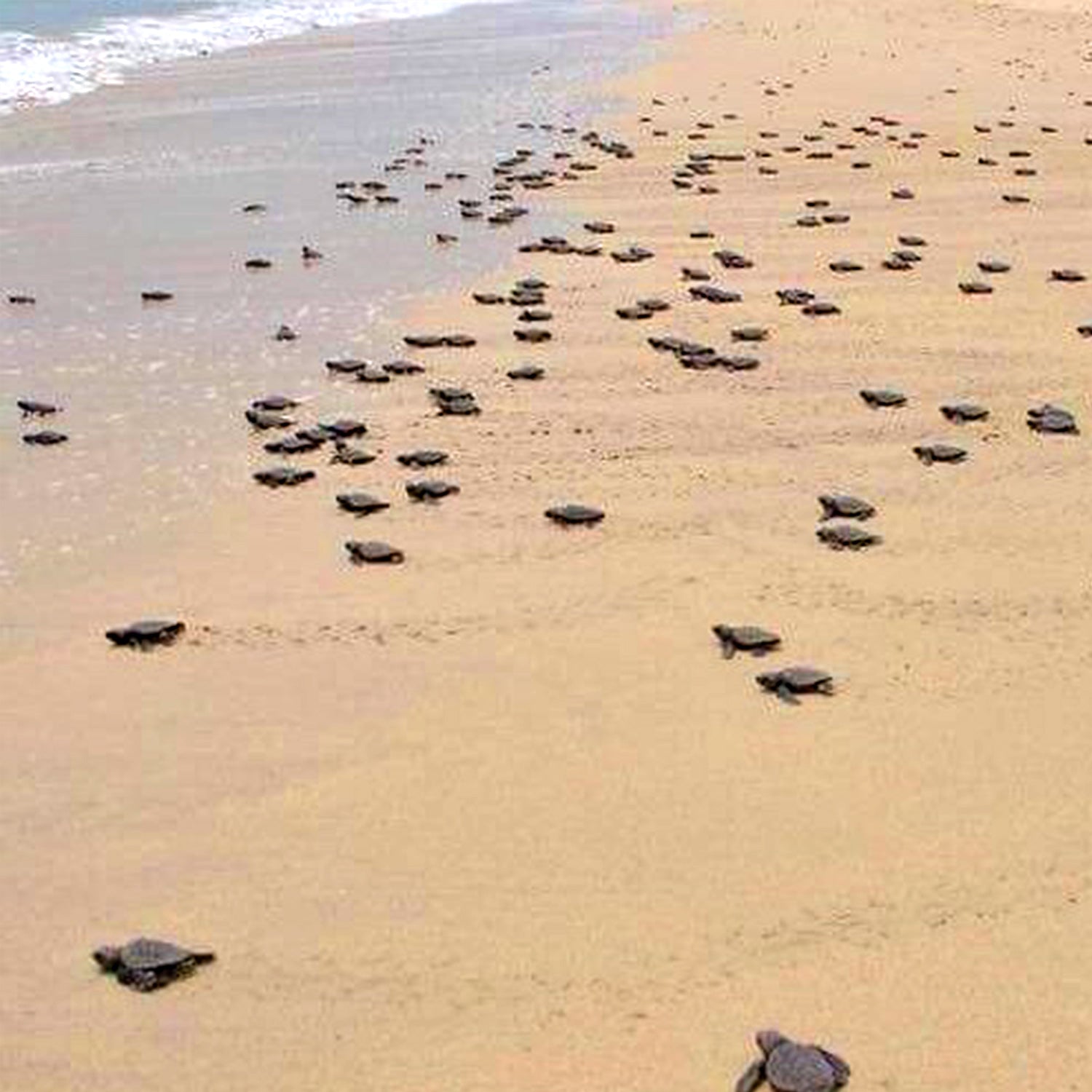 Turtle Watch