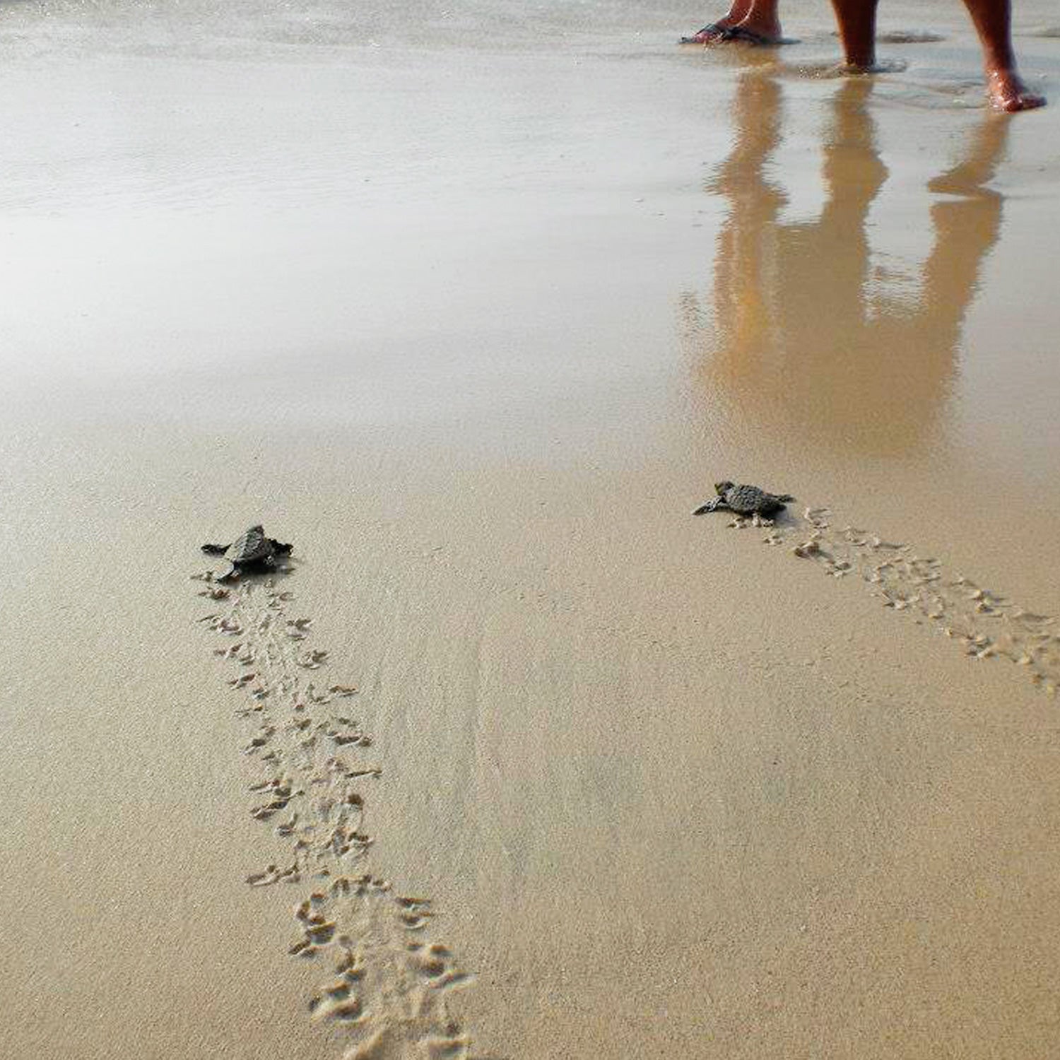 Turtle Watch