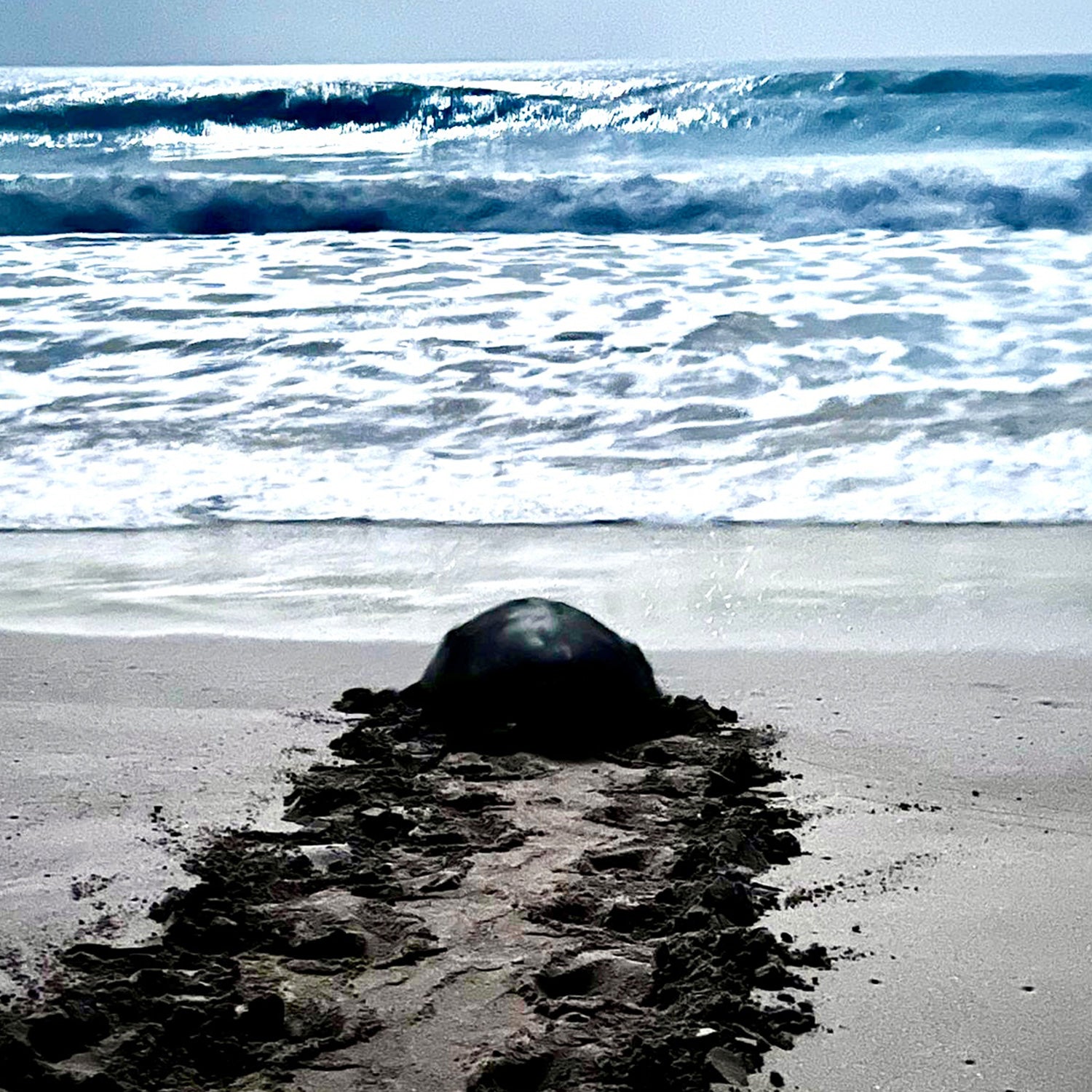Turtle Watch