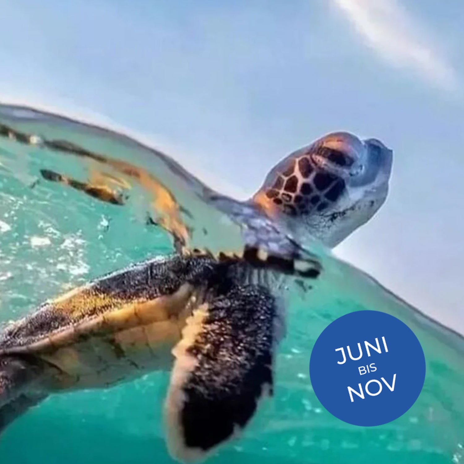 Turtle Watch