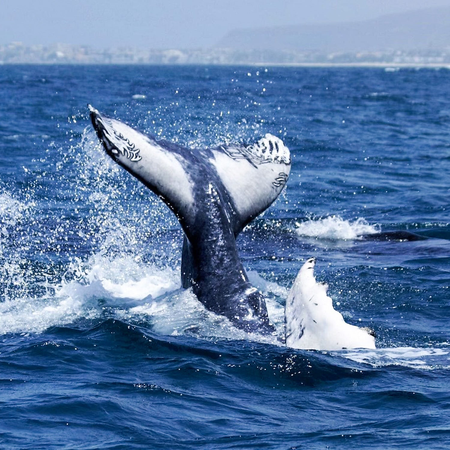 Whale Watching