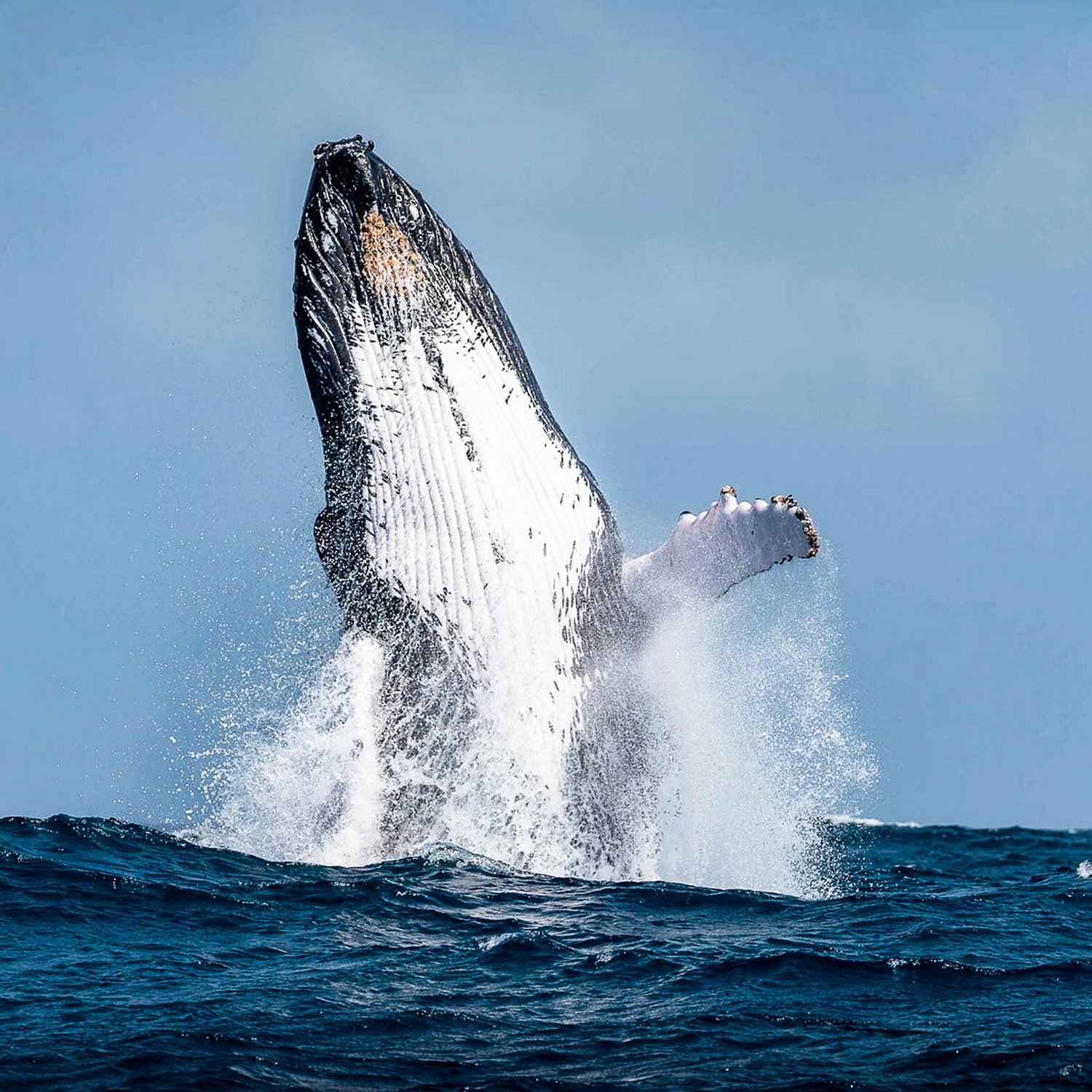 Whale Watching