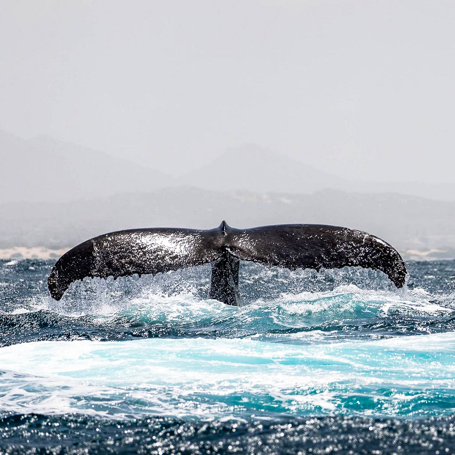 Whale Watching