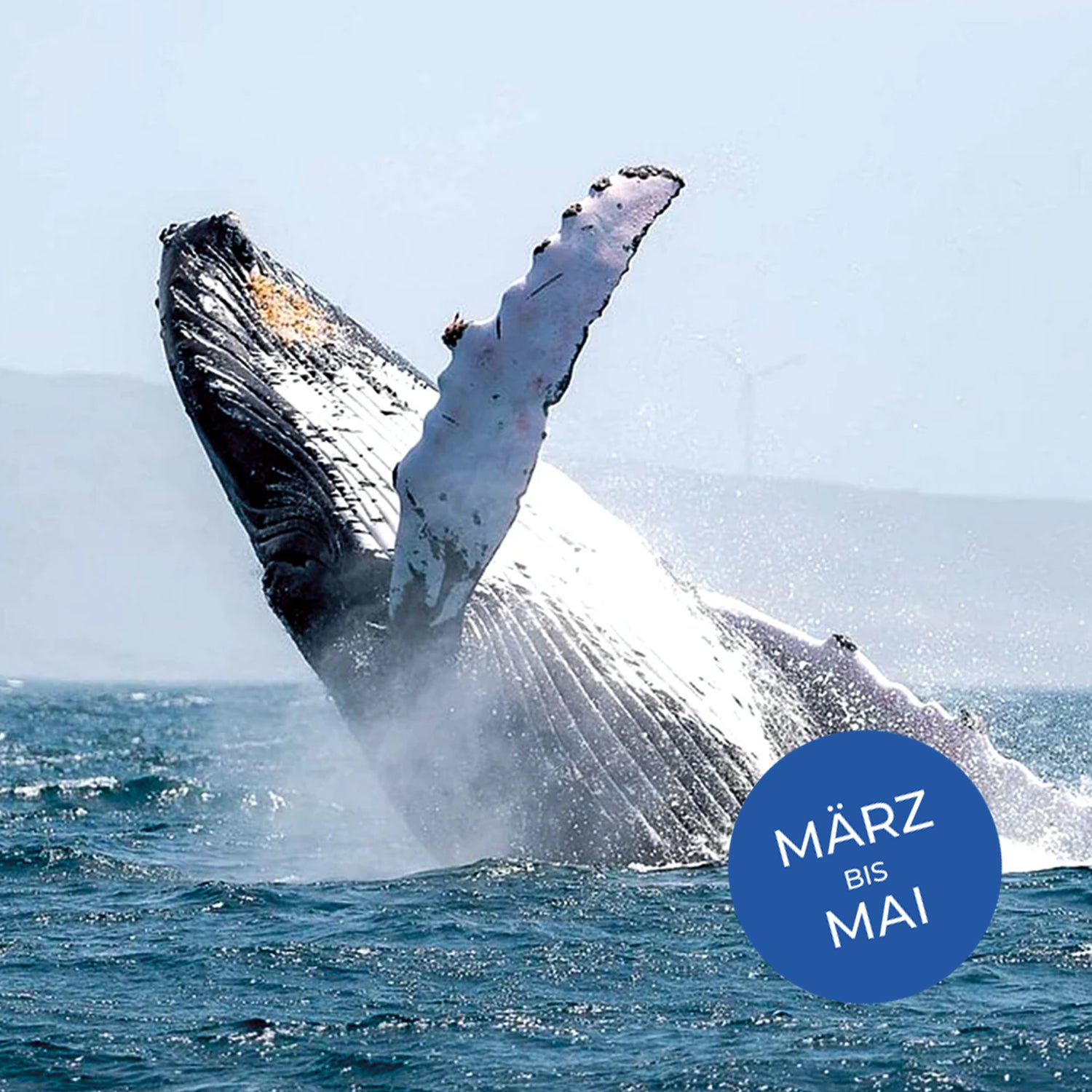Whale Watching