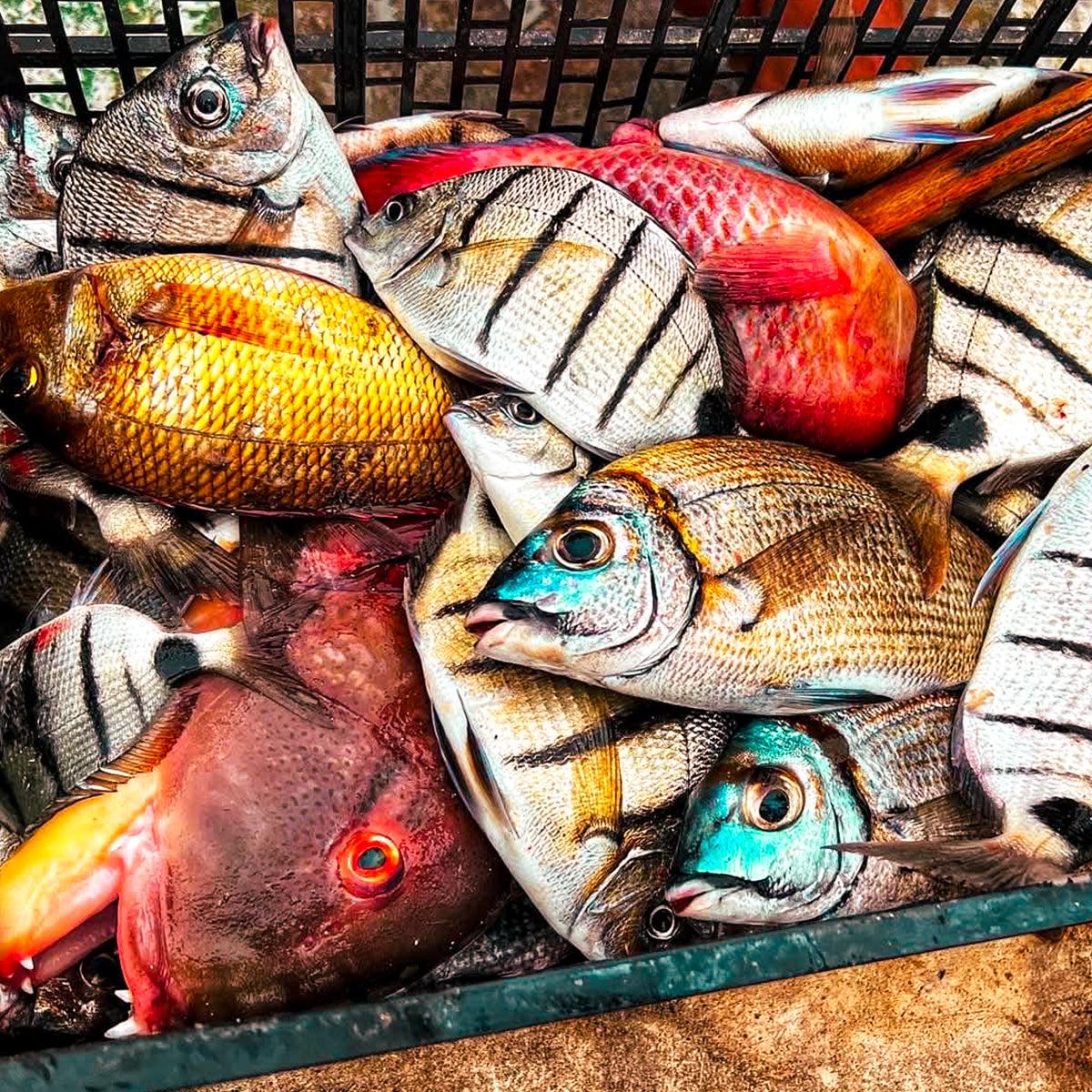 Kapverdisches Angeln