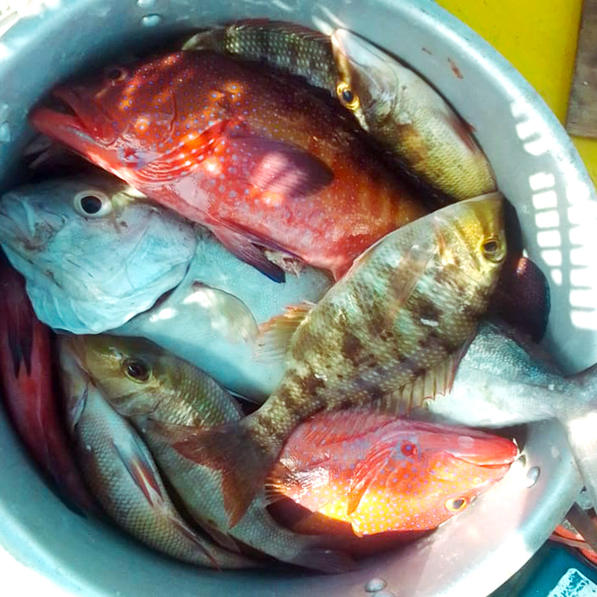 Kapverdisches Angeln