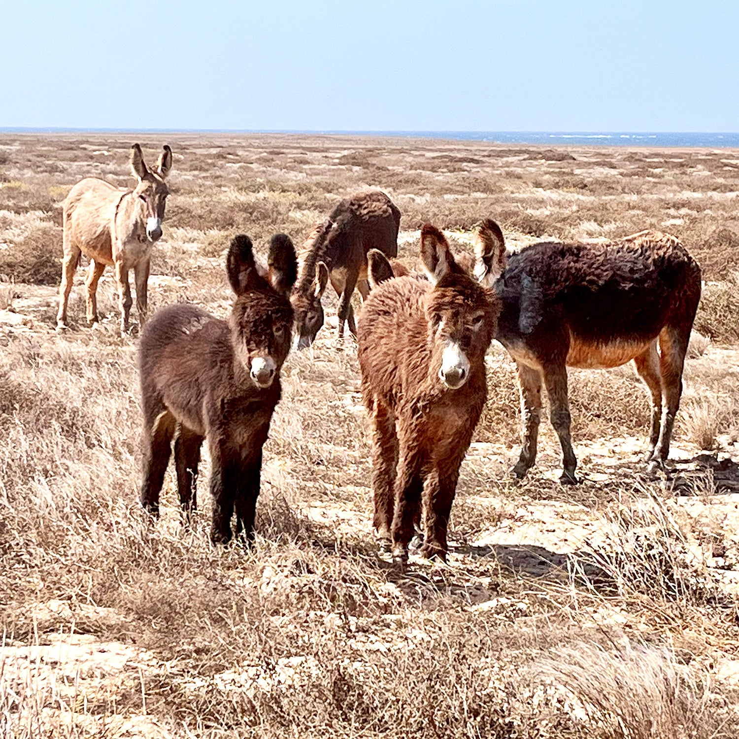 Die große Boavista Tour