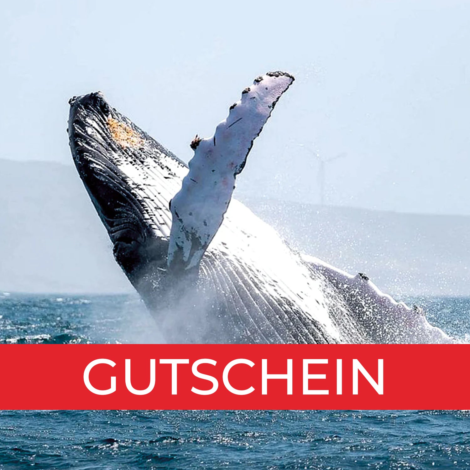 Gutschein Whale Watching