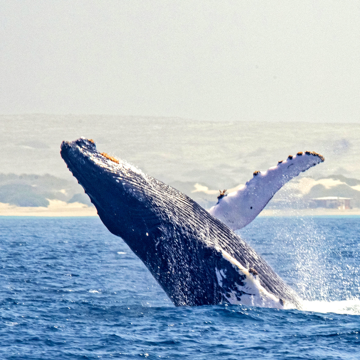 Observação de baleias