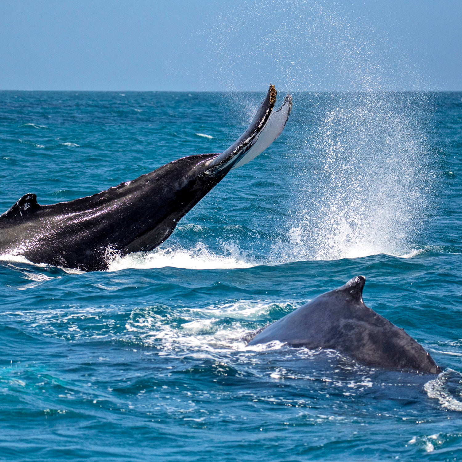 Observação de baleias
