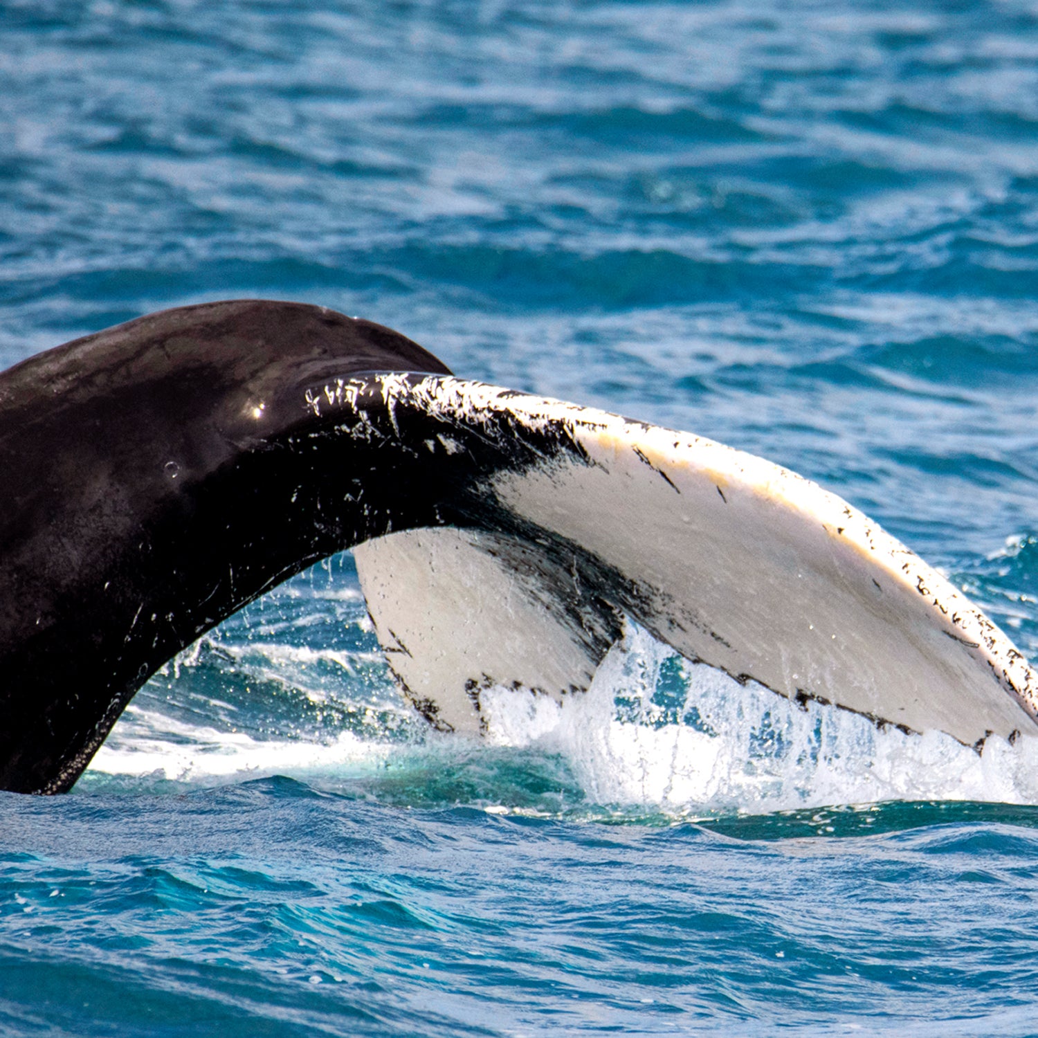 Observação de baleias