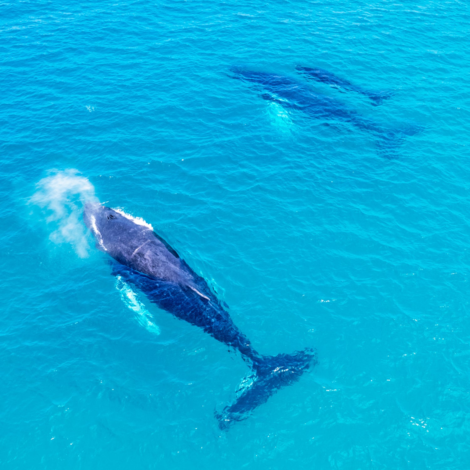 Observação de baleias