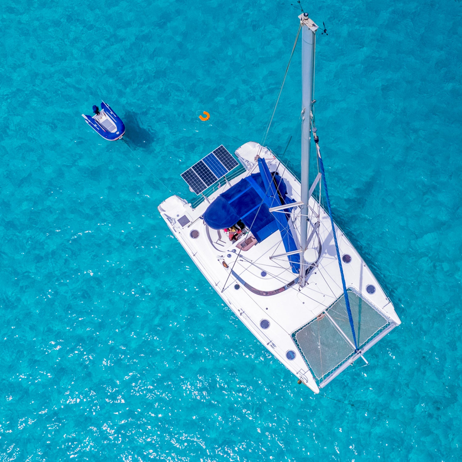 Observação de baleias