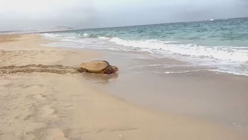 Turtle Watch